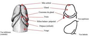 Comment augmenter la taille du gland naturellement